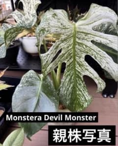u*a様 aMonstera Devil Monster モンステラ デビルモン | Mercari