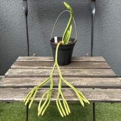 ❤️激レア❤️ メルカリ便❤️フペルジア　Huperzia tetrasticha ❤️激レア❤️ メルカリ便❤️フペルジア Huperzia tetrasticha