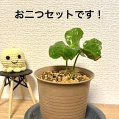 限定価格！【コーヒーの木・アラビカ実生苗】葉がおしゃれ！一緒に休みましょうのサムネイル