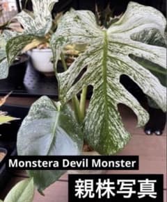 モンステラ デビルモンスター Devil Monster 11 - メルカリ