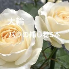 大輪 バラ 挿し穂5本 半つるバラ 中香 四季咲き 匿名発送 - メルカリ