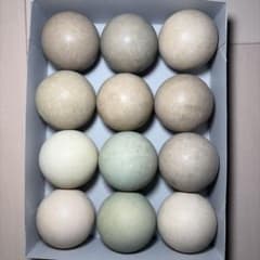 早い者勝ち】ソフトテニス ボール 12球 中古 - メルカリ