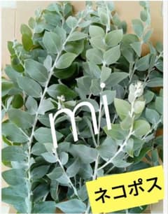 フレッシュミモザ三角葉アカシアミモザ7本以上箱いっぱい| Buyee日本