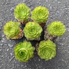 350円セール◇アエオニウム チフォ（知否）根付き苗 6cmポット - メルカリ