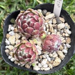 センペルビウム　アルファのサムネイル