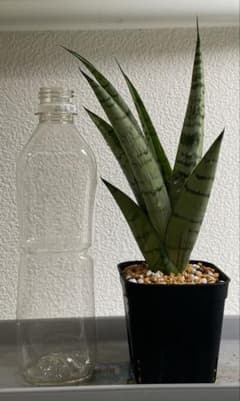 サンスベリア ハイブリッド 子株 抜き苗 発根済み - メルカリ