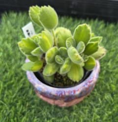 cf様 リクエスト 2点 まとめ商品 - メルカリ