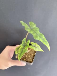 ⑦アロカシア ジャックリン Alocasia jacklyn 鉢ごと発送 - メルカリ