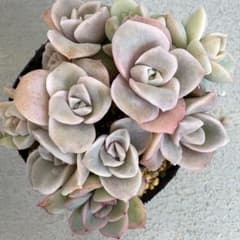 多肉♡寄せ植え】☆ラブリーローズといろいろ☆抜き苗 - メルカリ