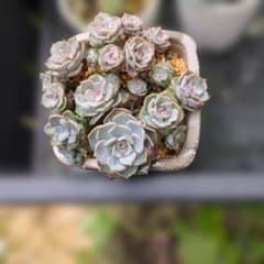 多肉植物のサムネイル