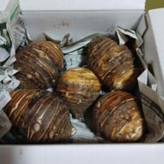 唐の芋(海老芋) 親芋 5個 3kg茨城県奥久慈産