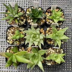 多肉植物 ハオルチア9個セット 抜き苗のサムネイル