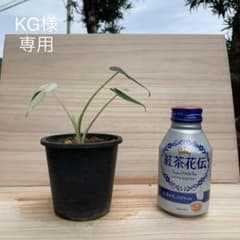 斑入りクワズイモ 25のサムネイル