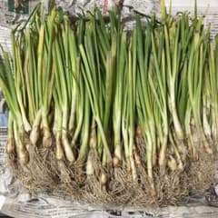 淡路島産　苗　レクスター　1000本超 淡路島産玉ねぎ苗レクスター400本+予備 - メルカリ