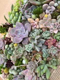 多肉植物　カット苗　寄植え用のサムネイル