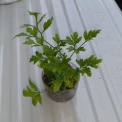 シダ　根付き苗　苔玉　観葉植物　植物のサムネイル