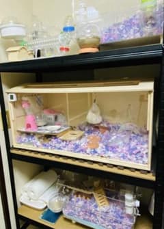 【新品•未開封】木製小動物用⭐︎特大ケージ80cm×40cm×40cm⭐︎ハムスターのサムネイル
