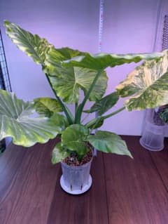 アロカシア✨ガゲアナオーレア✨Alocasia Gageana Aurea希少種 - メルカリ