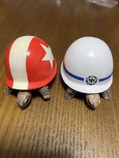 ヘルメットカメのサムネイル