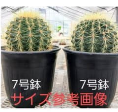 サボテン エキノカクタス 金鯱 抜き苗 2個 - メルカリ