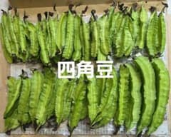 四角豆のサムネイル
