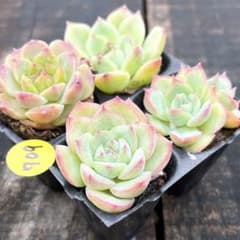 SALE❗️709多肉植物 エケベリア 抜き苗 寄せ植え 人気4種セット