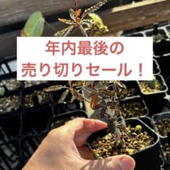 年内最後の売り切りセール！美株 希少 実生 選抜株 ボスウェリア ナナ