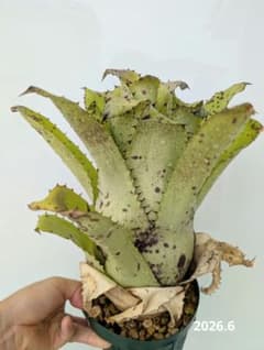 Hohenbergia l-h Hawaii form x l-h SSのサムネイル