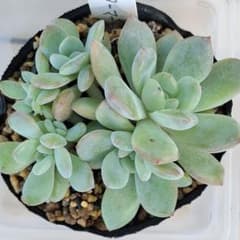 多肉植物 スターマークのサムネイル
