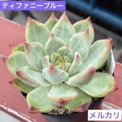 多肉植物　ティファニーブルー　抜き苗のサムネイル
