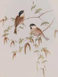 ★希少★  英国ヴィンテージ  野鳥の絵  博物画  ハシブトガラのサムネイル