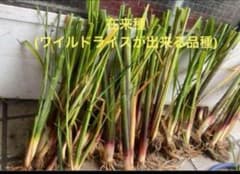 真菰苗　3種　トータル10本　 送料無料のサムネイル