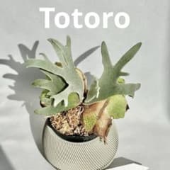 メルカリ便】P. Willinckii Totoro' （spore）【96】 - メルカリ