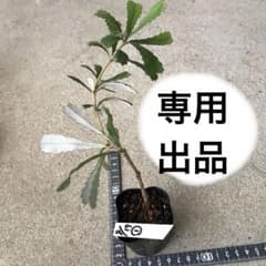 コースト　バンクシア　インテグリフォリア　挿木苗　6cmポットごと郵送　①のサムネイル