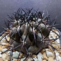 メルカリ便 発根済み 美形 コピアポア グリセオビオラセア 発根済み 美形 コピアポア グリセオビオラセア - メルカリ