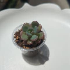多肉植物 チェリーボンボン（鉢ごと発送）のサムネイル