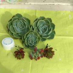 多肉植物　匕福神♥おまけのサムネイル