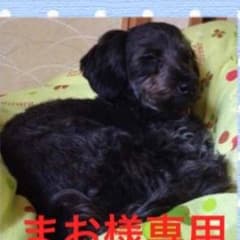 犬用ハーネス(小型犬用)(*^^*)のサムネイル