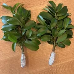 本榊 サカキ 枝 2束セット 神棚用のサムネイル