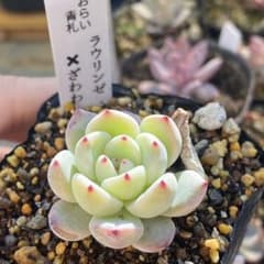 多肉植物 エケベリア ラウリンゼxざわわ おらいさん苗 青札 - メルカリ