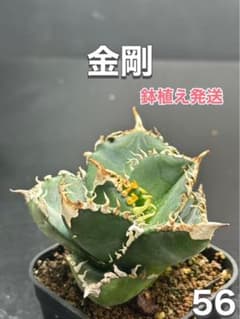 アガベ チタノタ 金剛 キングコング‼️自社OC株‼️鉢植え発送‼️ 56