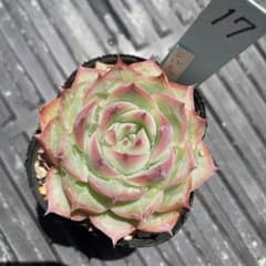 No.17 多肉植物 抜き苗 シルエット - メルカリ