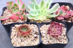アエオニウム5品種セット「皇后&月蝉&抹茶&女神&Colorful Light