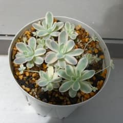 子持ち蓮華錦　鏡花　抜き苗②のサムネイル