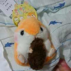 ころはむコロンのサムネイル