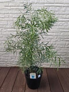 ユーカリ ニコリー 鉢ごと発送 高さ73cm 細葉 スワッグ ドライフラワーのサムネイル