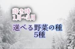 蒔き時1月〜3月　選べる野菜の種5種