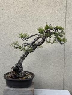 黒松 盆栽 斜幹天ジン　山木 黒松 盆栽 斜幹天ジン 山木 - メルカリ