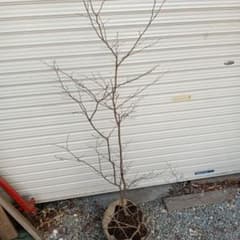 ナツハゼ 山採り ④ - メルカリ