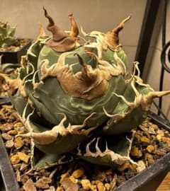 Lj_plants】Z736アガベ チタノタ 悪魔くん バケモノ - メルカリ